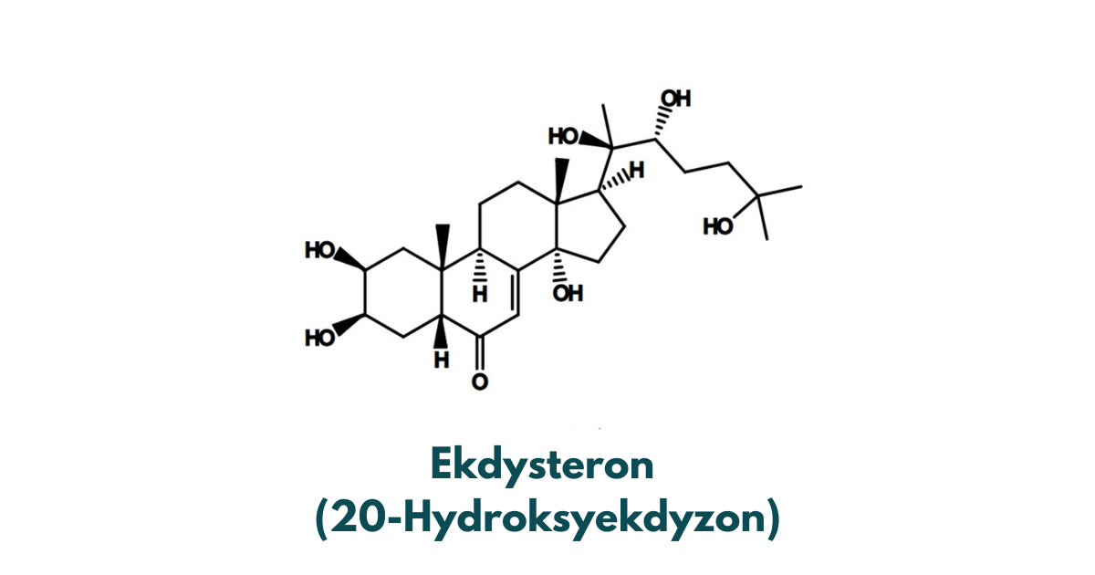 ekdysteron