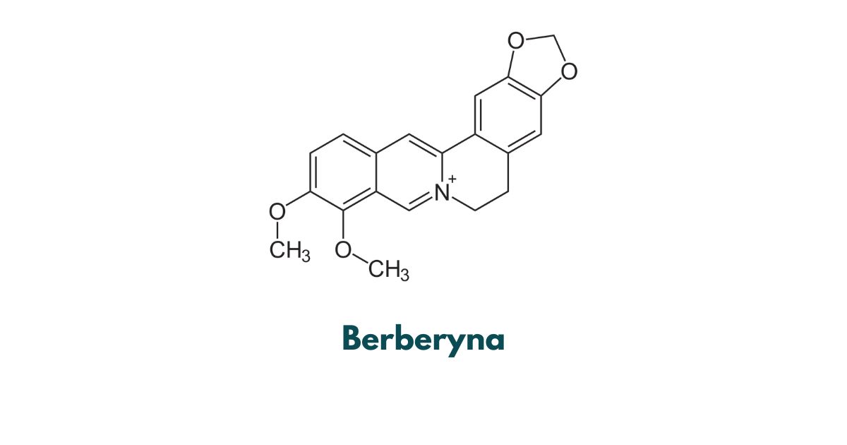 berberyna farmacja sportowa farmaceuta sportowy