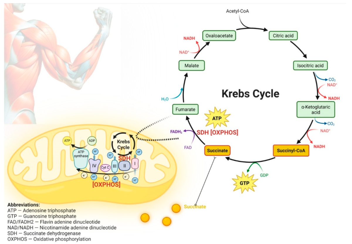 co to jest kwas bursztynowy definicja kwas butanoidowy bursztynian succinic acid